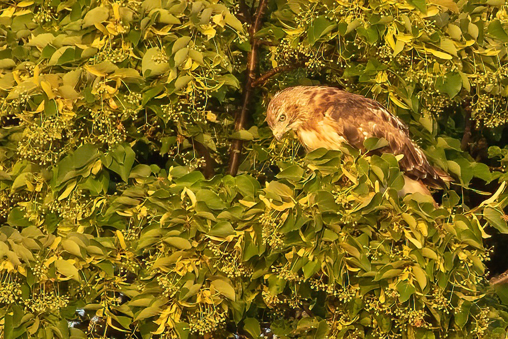 Red-tailed Hawk - ML621982386