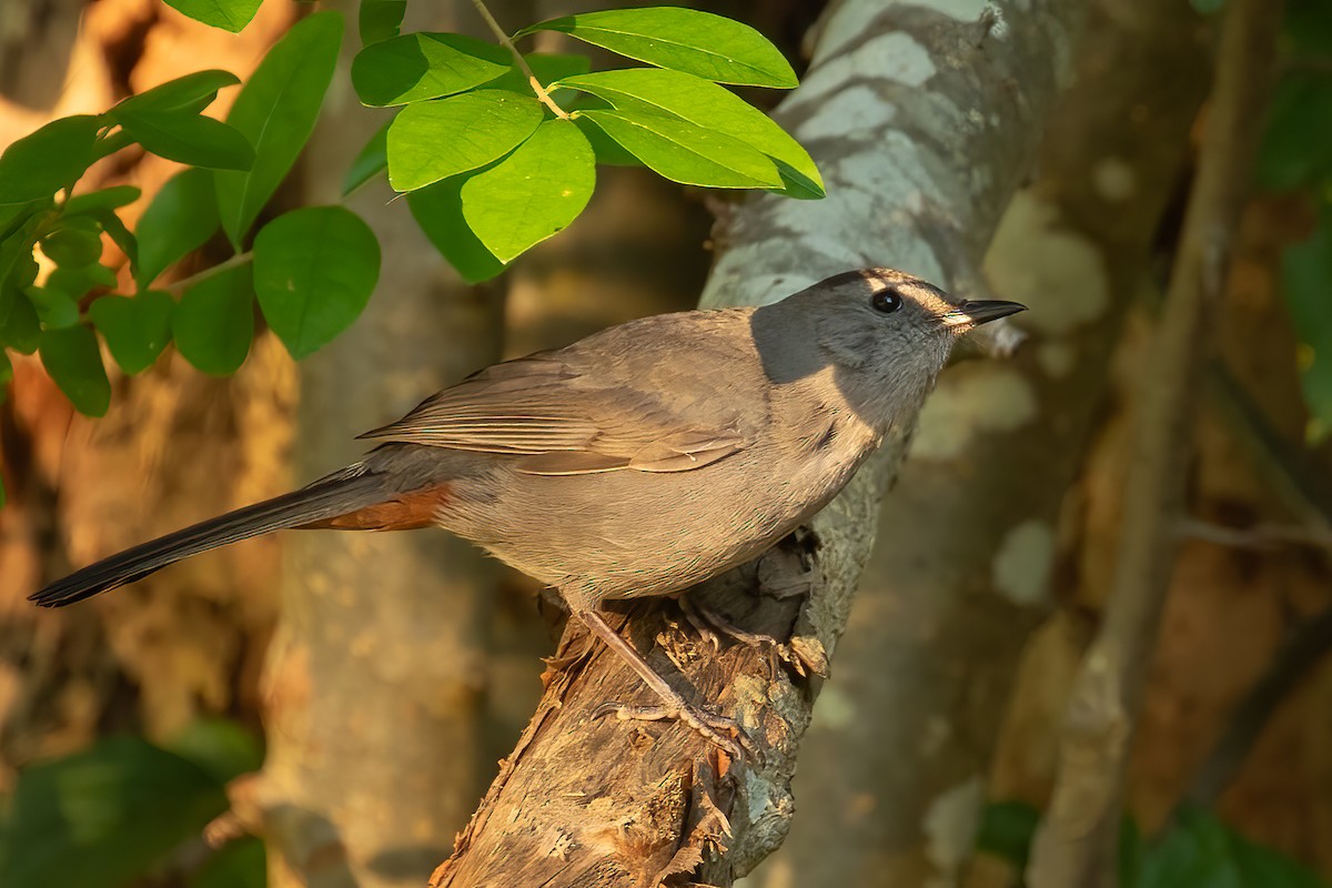 Gray Catbird - ML621982438