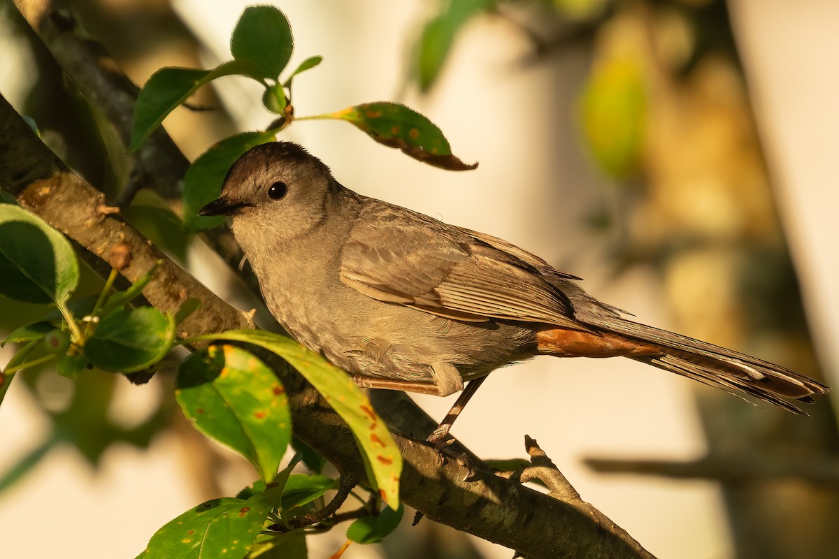 Gray Catbird - Sergio Porto