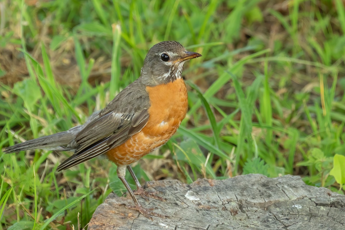 American Robin - ML621982445