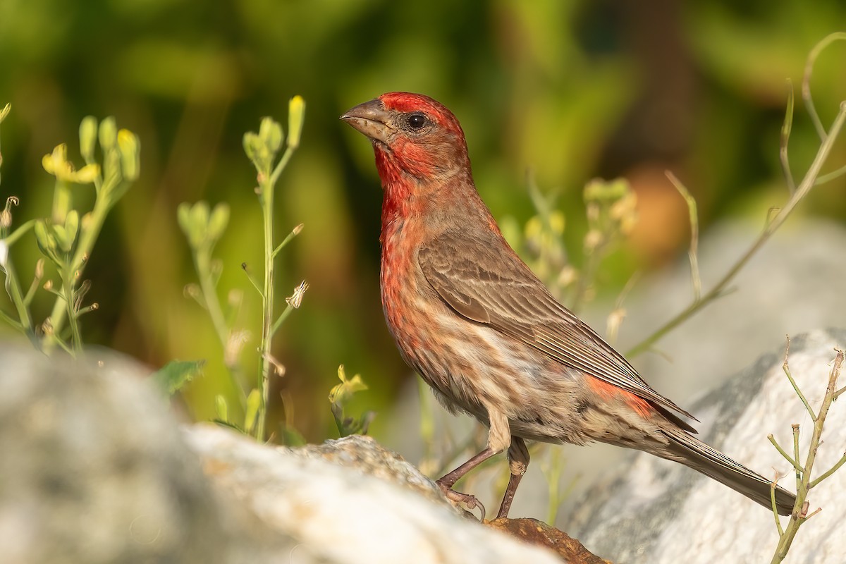 House Finch - ML621982461