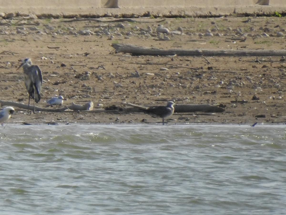 Audouin's Gull - ML621982708