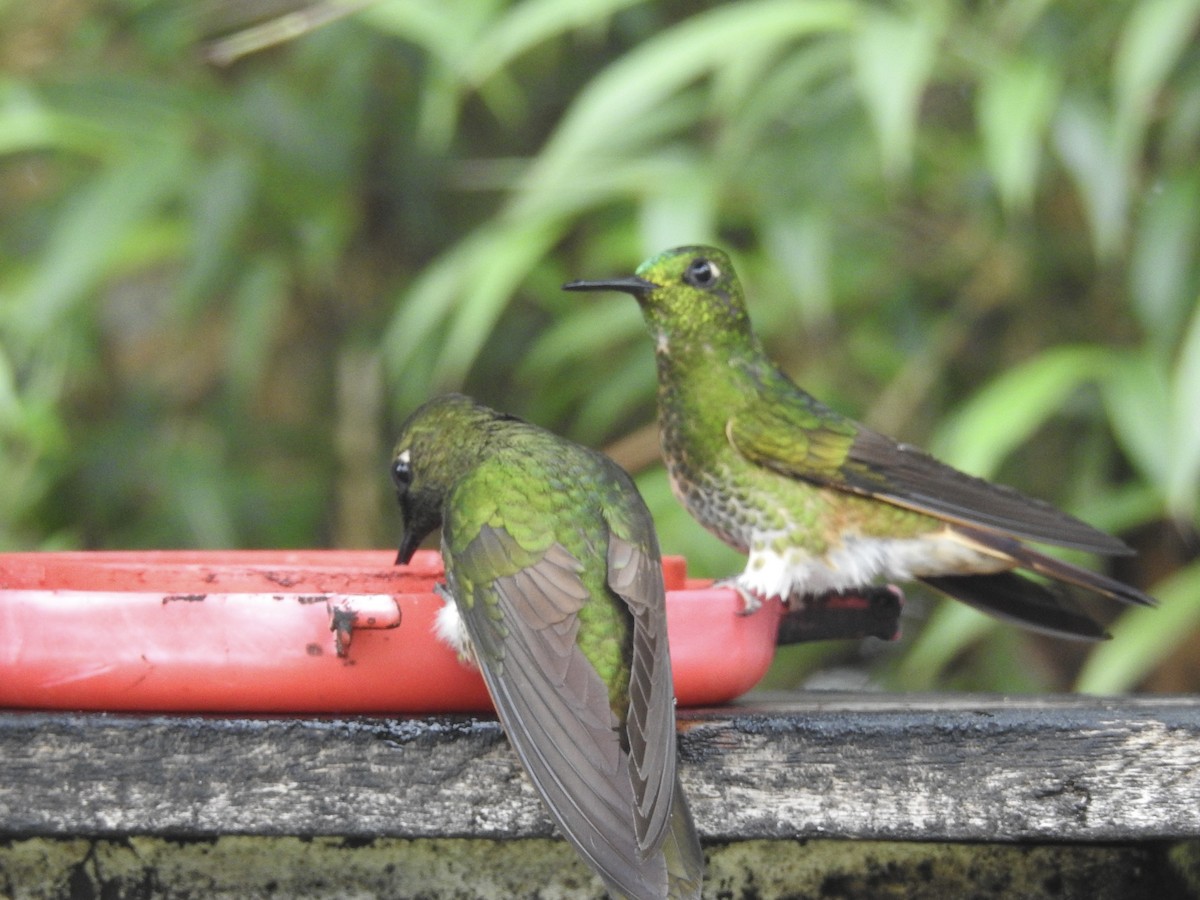 Buff-tailed Coronet - ML621982710