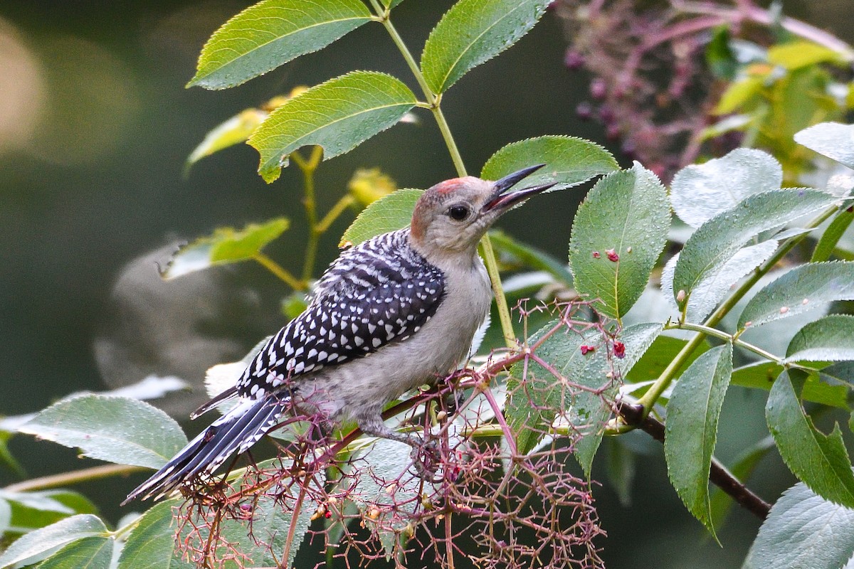 Red-bellied Woodpecker - Beth and Dan Fedorko