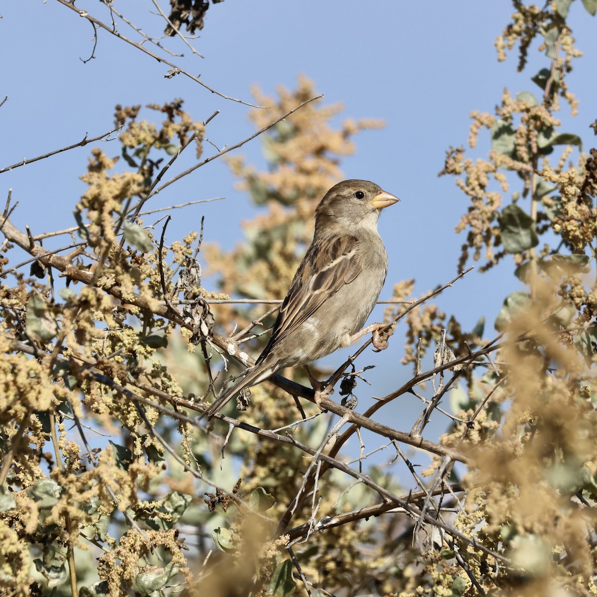 House Sparrow - Charlotte M