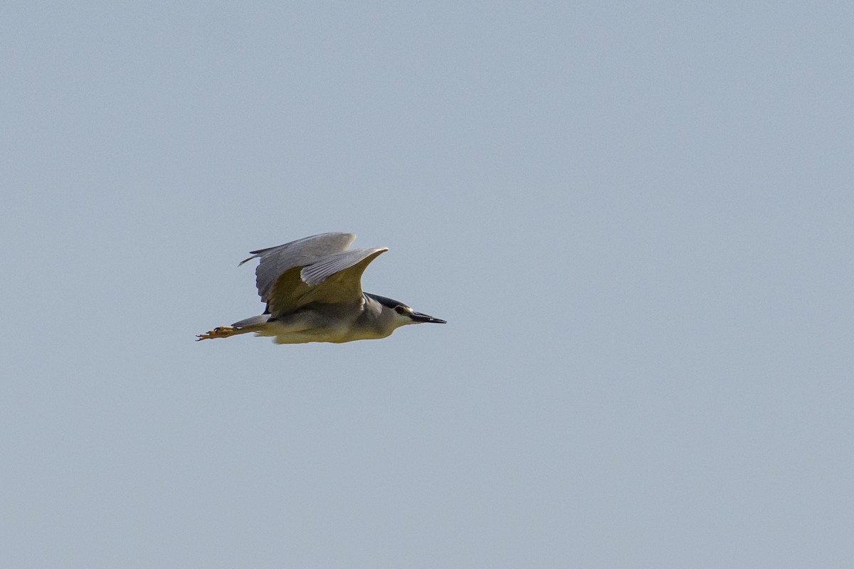 Black-crowned Night Heron - ML621982963