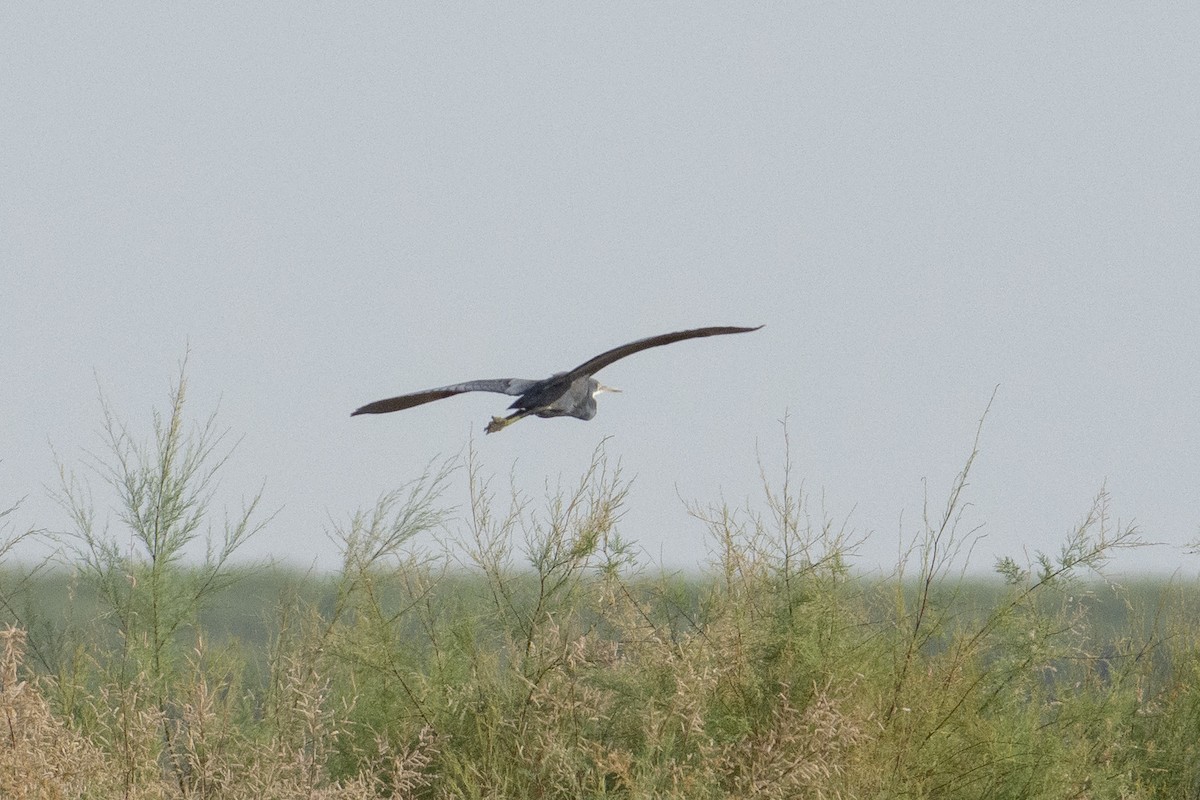 Western Reef-Heron - ML621982992