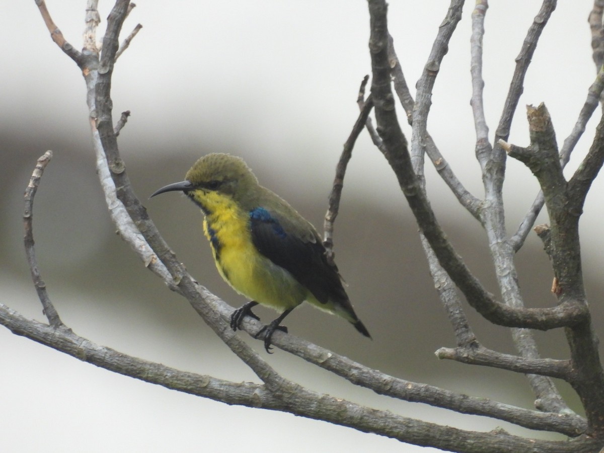 Purple Sunbird - ML621983179