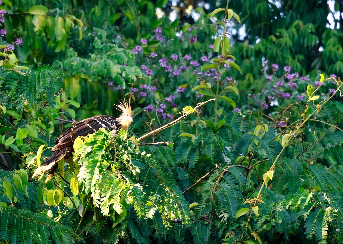 Hoatzin - ML621983239