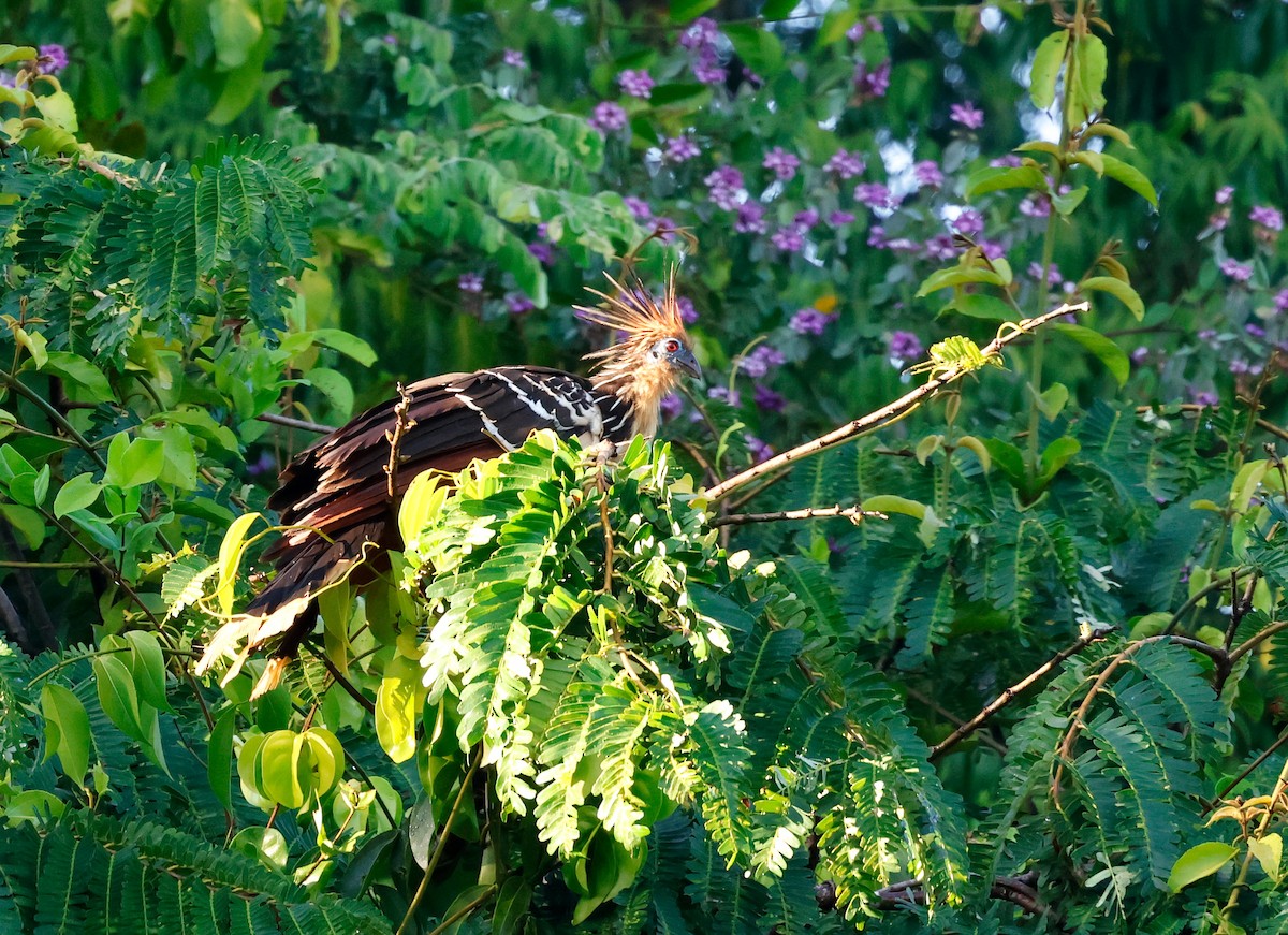 Hoatzin - ML621983240