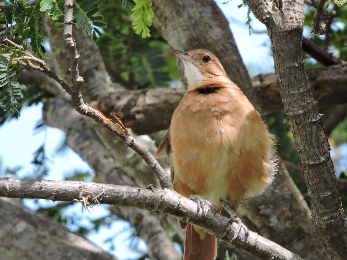 Rufous Hornero - ML621983292