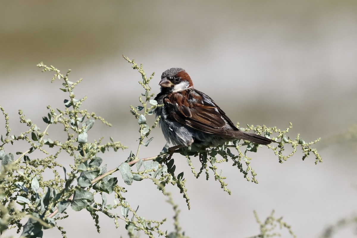 Moineau domestique - ML621983451