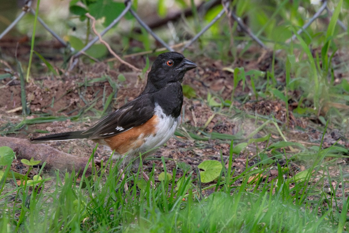 Eastern Towhee - ML621983614