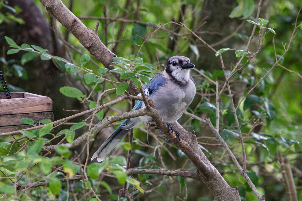 Blue Jay - ML621983651