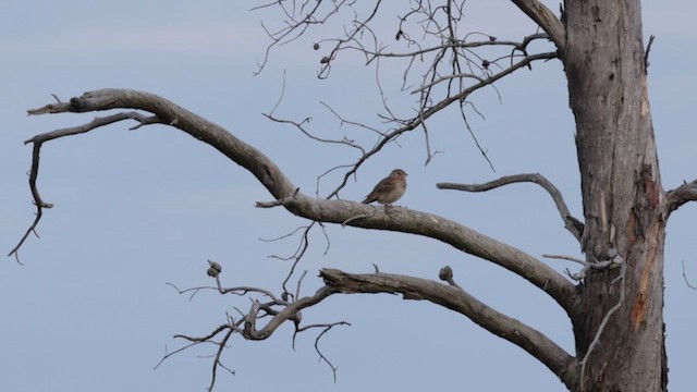 Vesper Sparrow - ML621983675