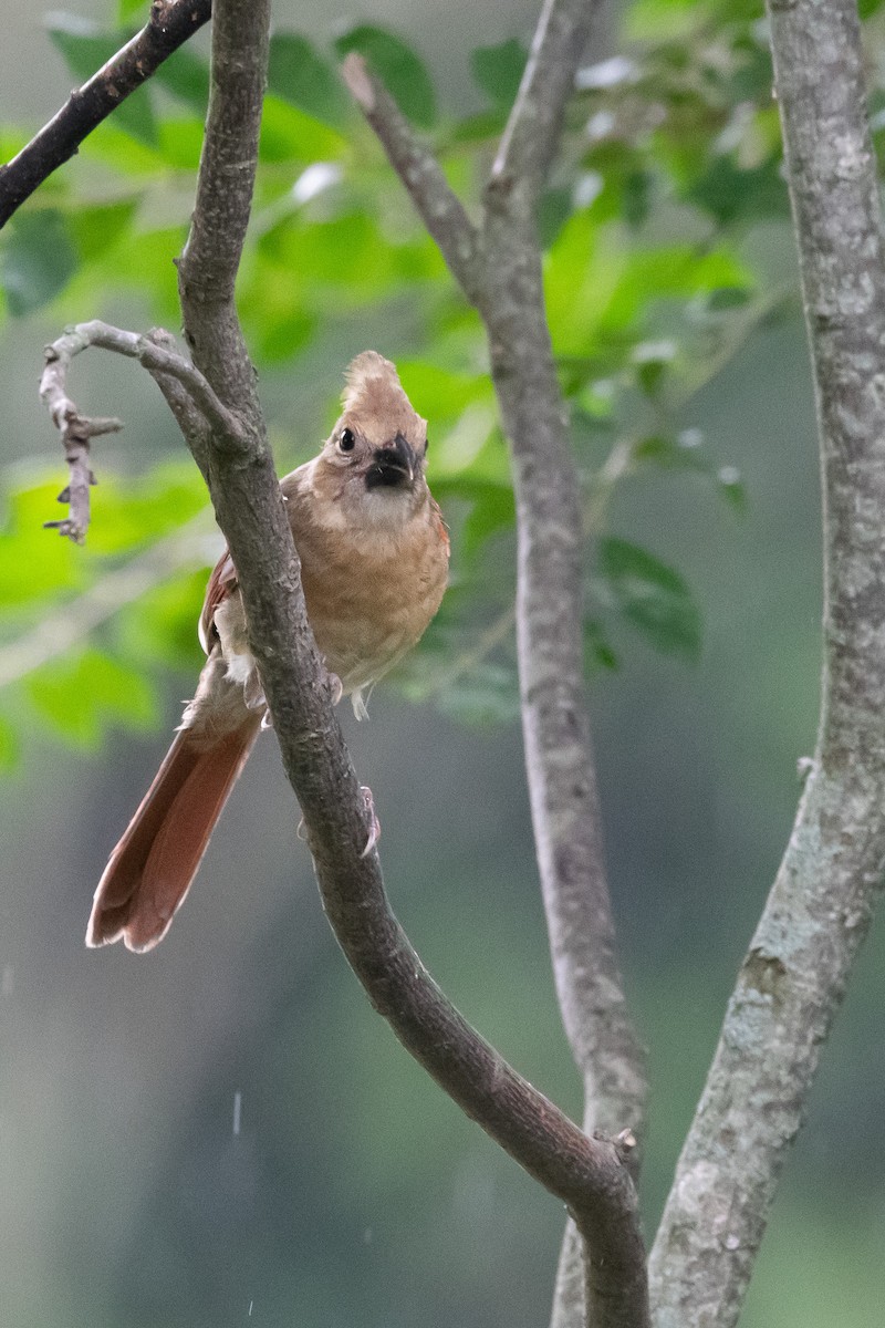 Northern Cardinal - ML621983681