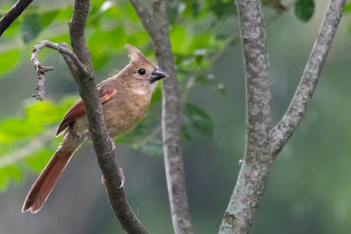 Northern Cardinal - ML621983707