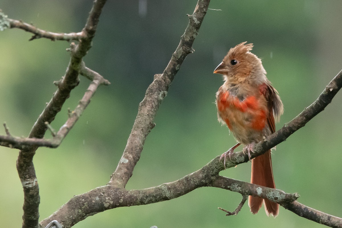 Northern Cardinal - ML621983711