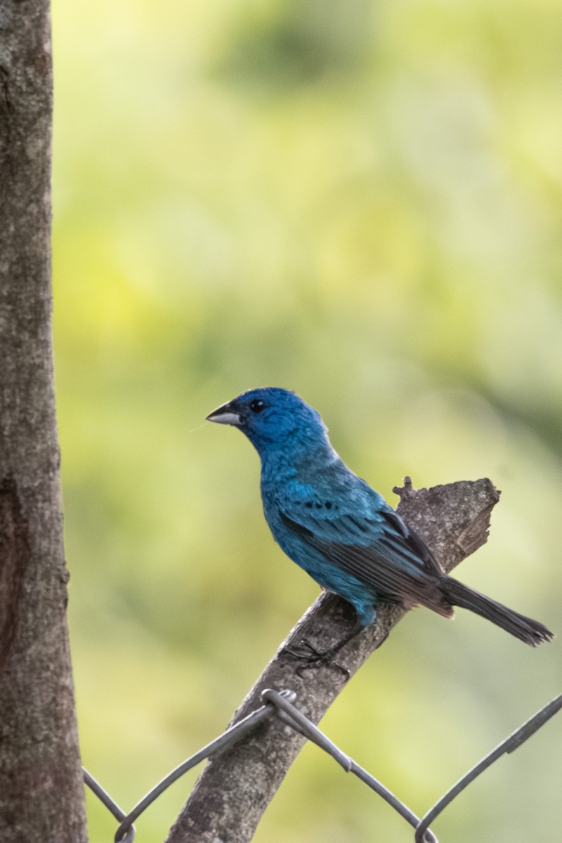 Indigo Bunting - ML621983721