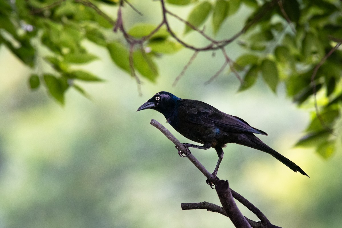 Common Grackle - ML621983746