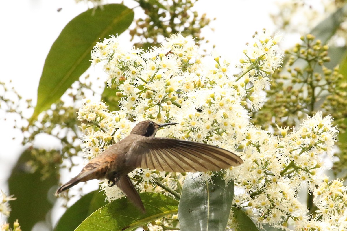 Brown Violetear - ML621983751