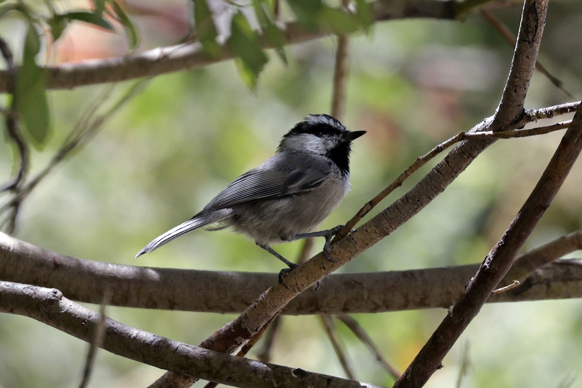 Mountain Chickadee - ML621983983