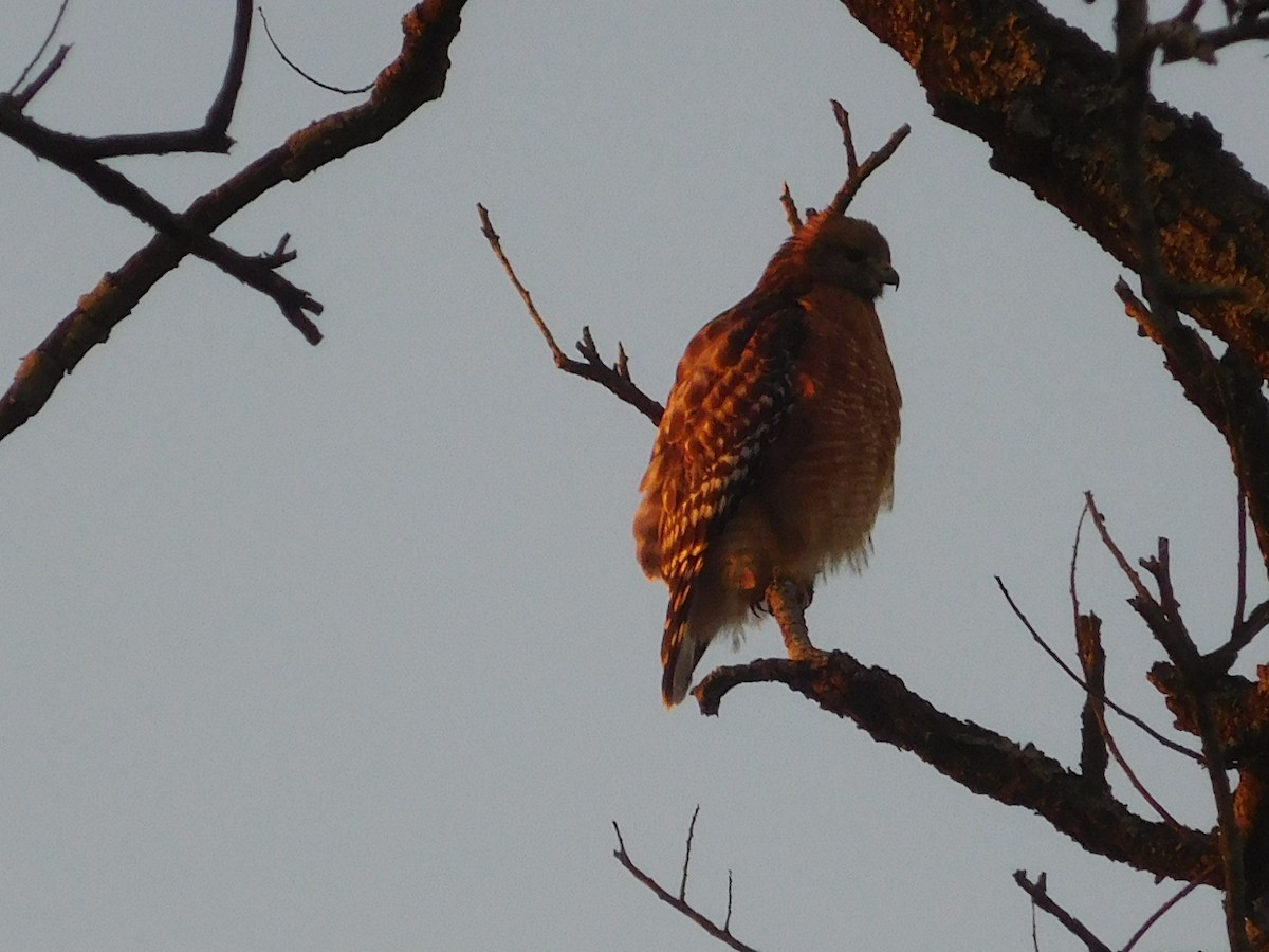 Red-shouldered Hawk - Larry Bennett