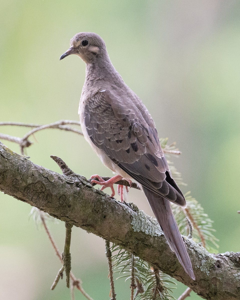 Mourning Dove - ML621984709