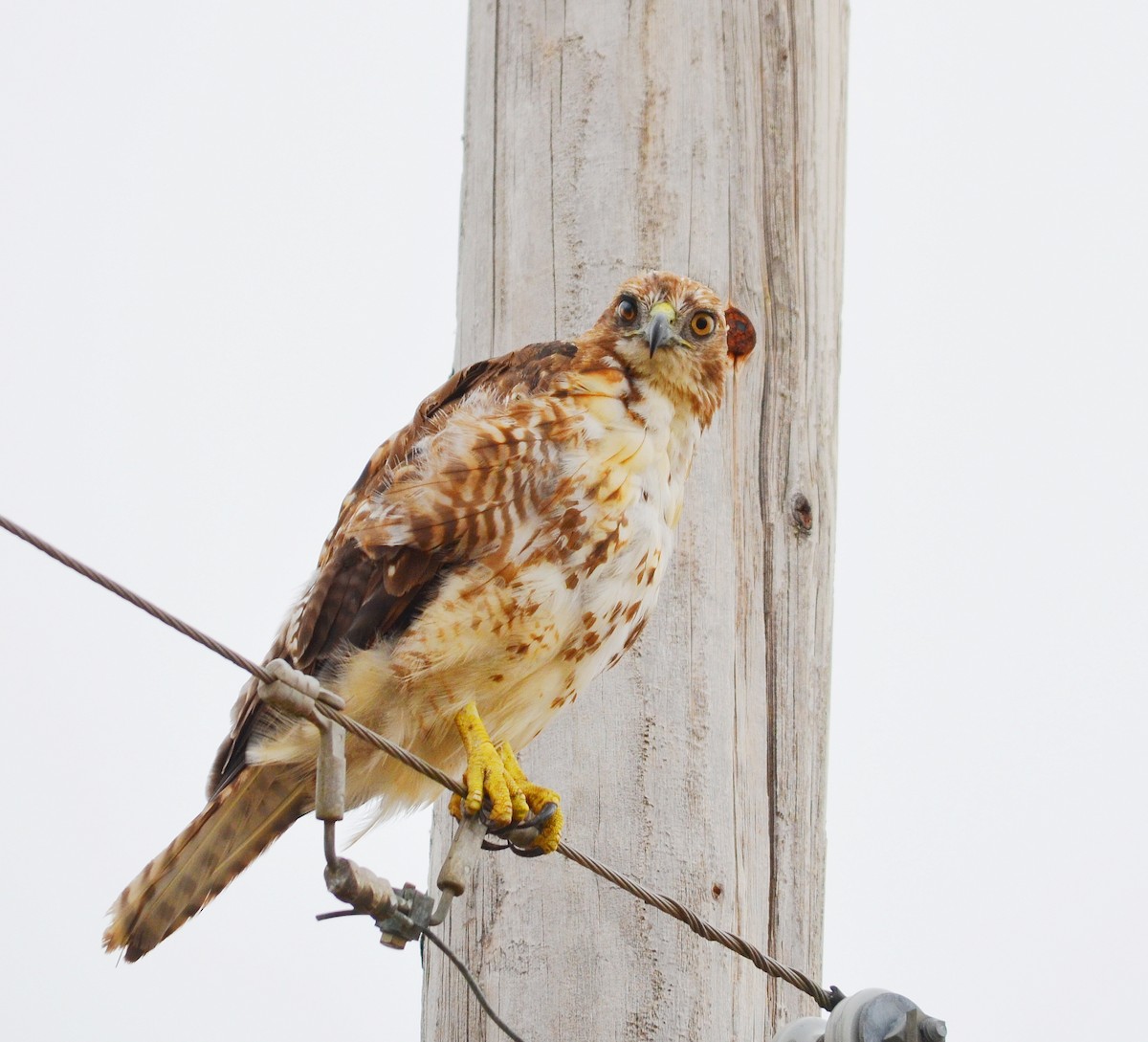 Red-tailed Hawk - ML621984744