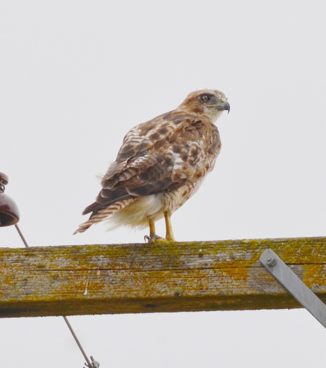 Red-tailed Hawk - ML621984748