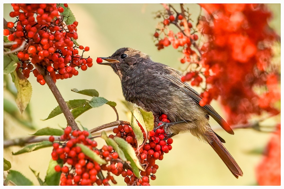 Black Redstart - ML621984777