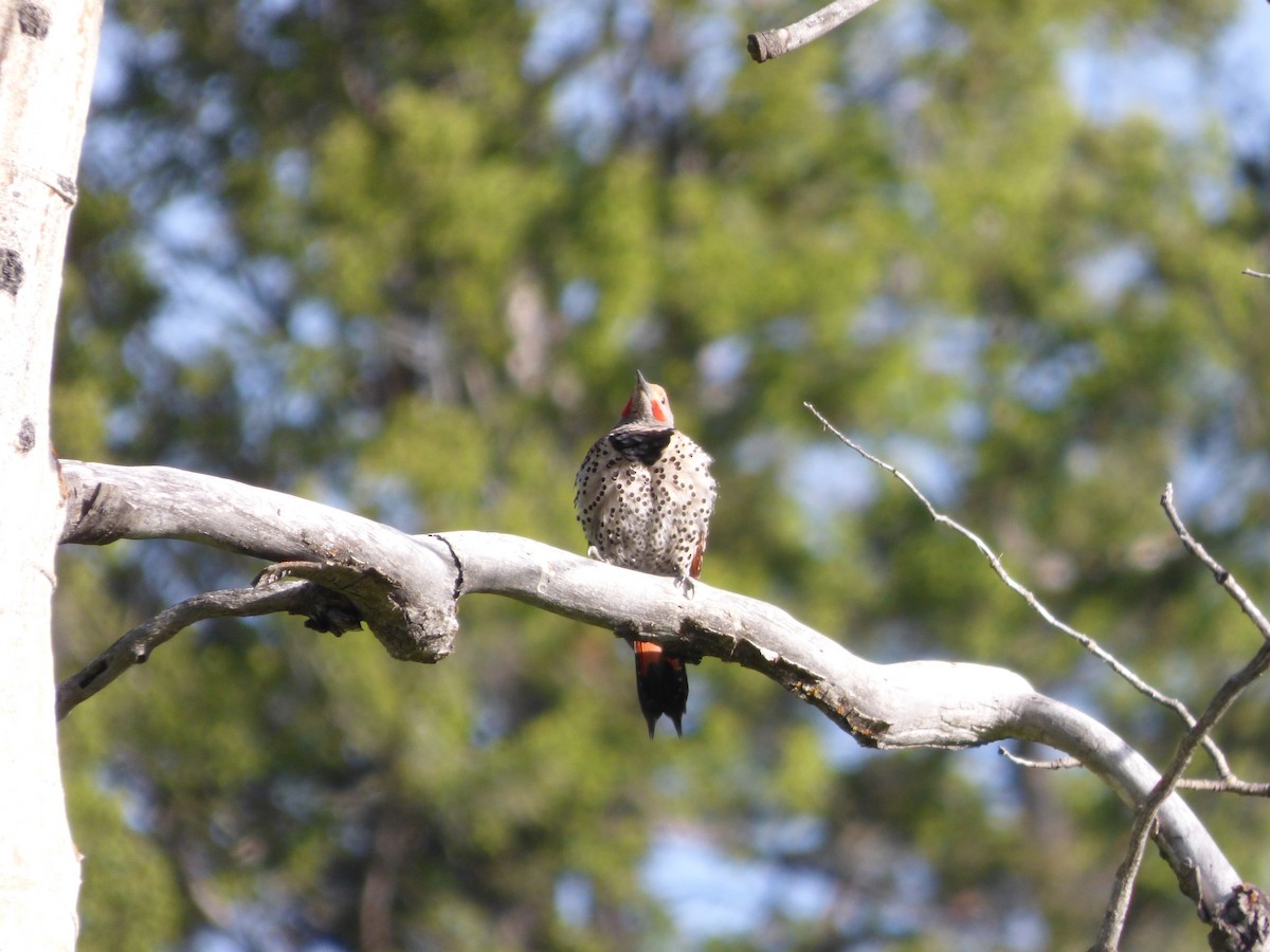 Northern Flicker (Red-shafted) - ML621984818