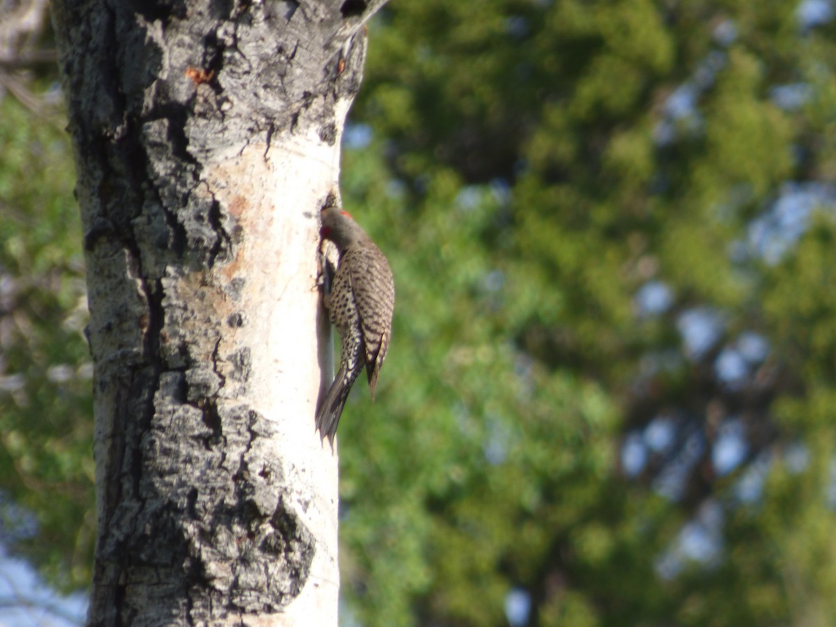 Northern Flicker (Red-shafted) - ML621984819