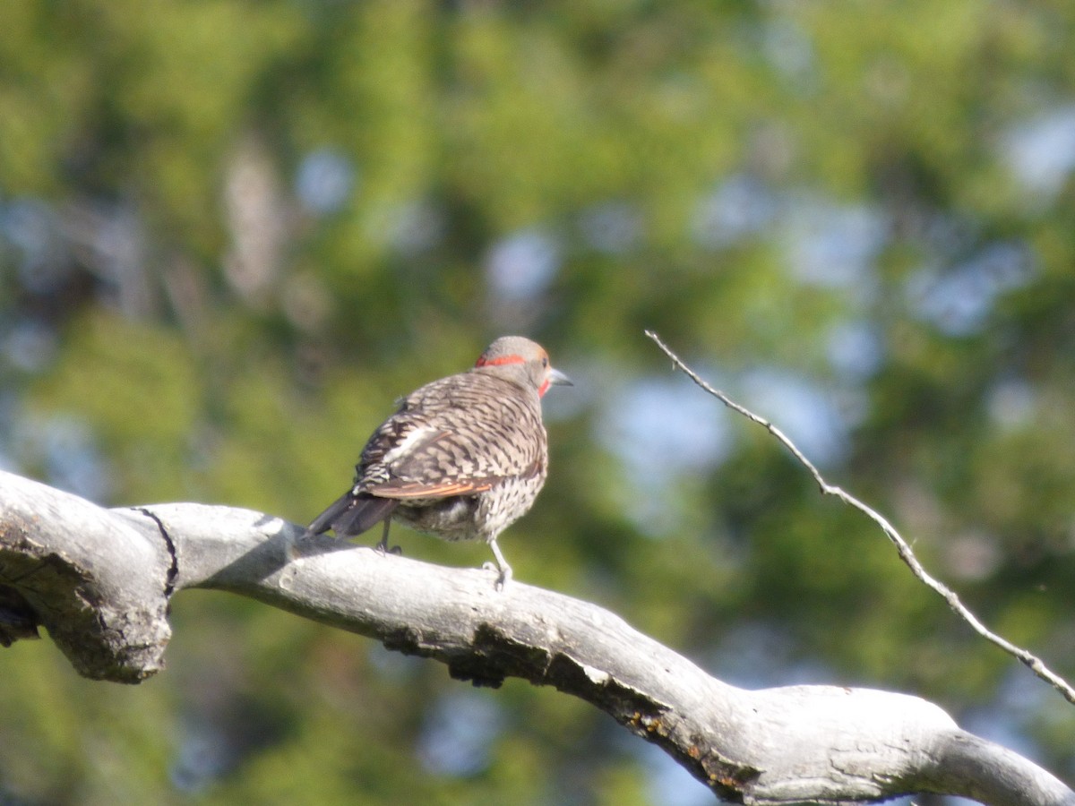 Northern Flicker (Red-shafted) - ML621984820