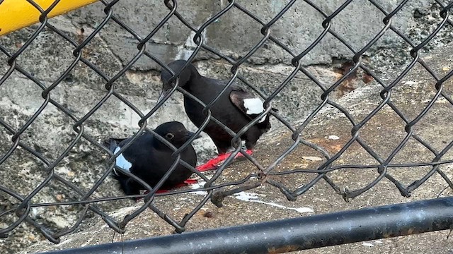 Pigeon Guillemot - ML621984923