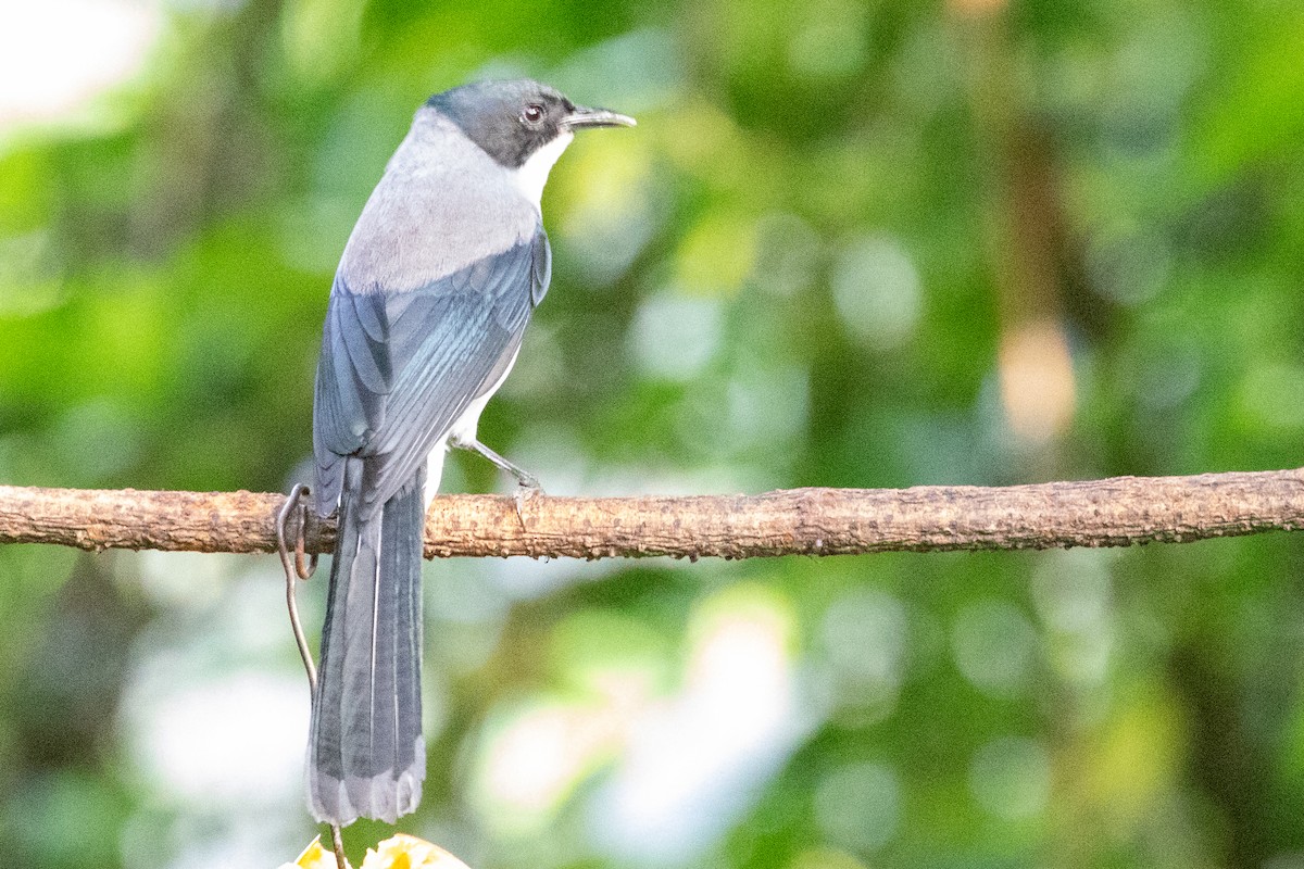 Black-headed Sibia (Black-headed) - ML621984938