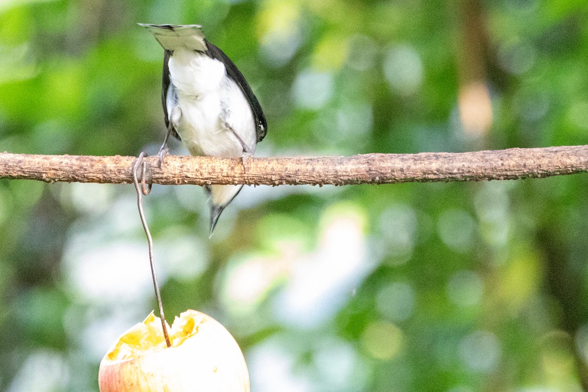 Black-headed Sibia (Black-headed) - ML621984943