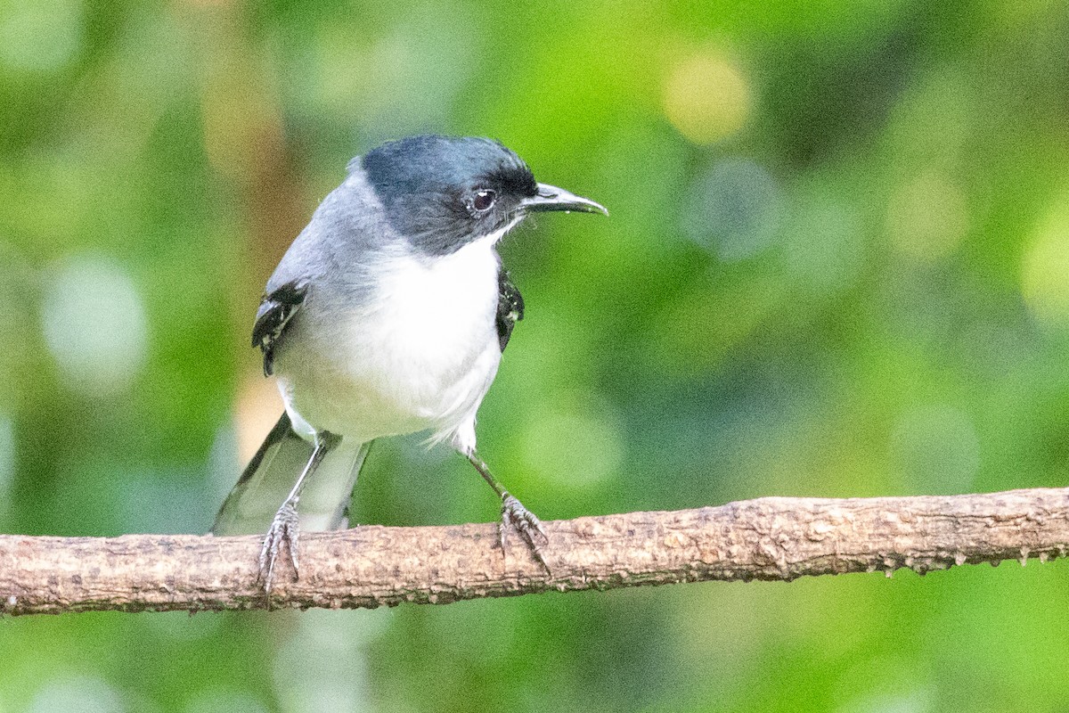 Black-headed Sibia (Black-headed) - ML621984948