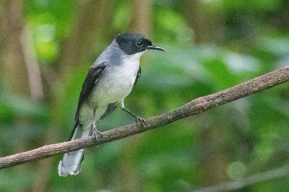 Black-headed Sibia (Black-headed) - Sue Wright