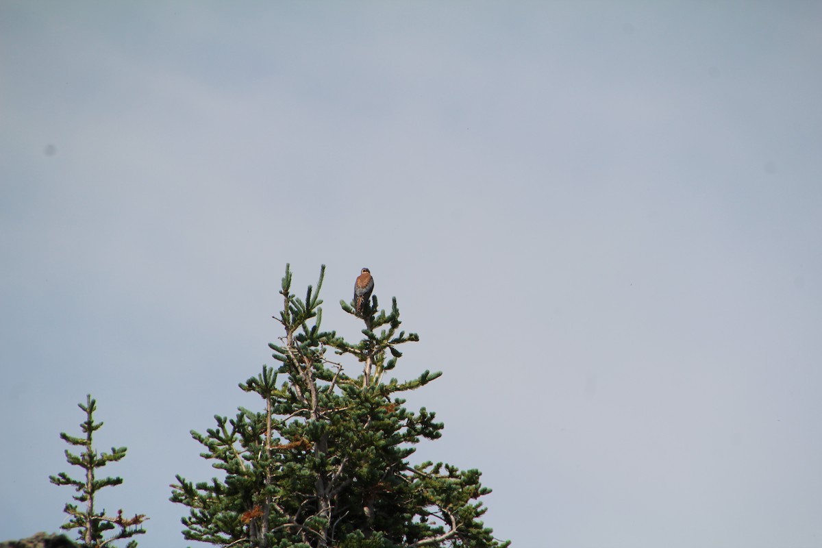 American Kestrel - ML621985001