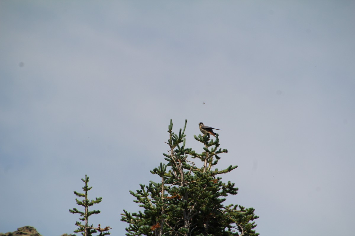 American Kestrel - ML621985002