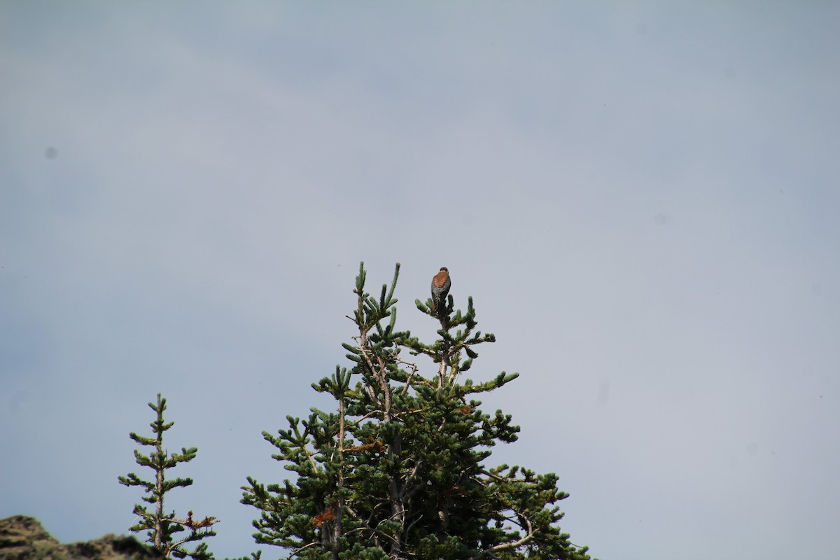 American Kestrel - ML621985003