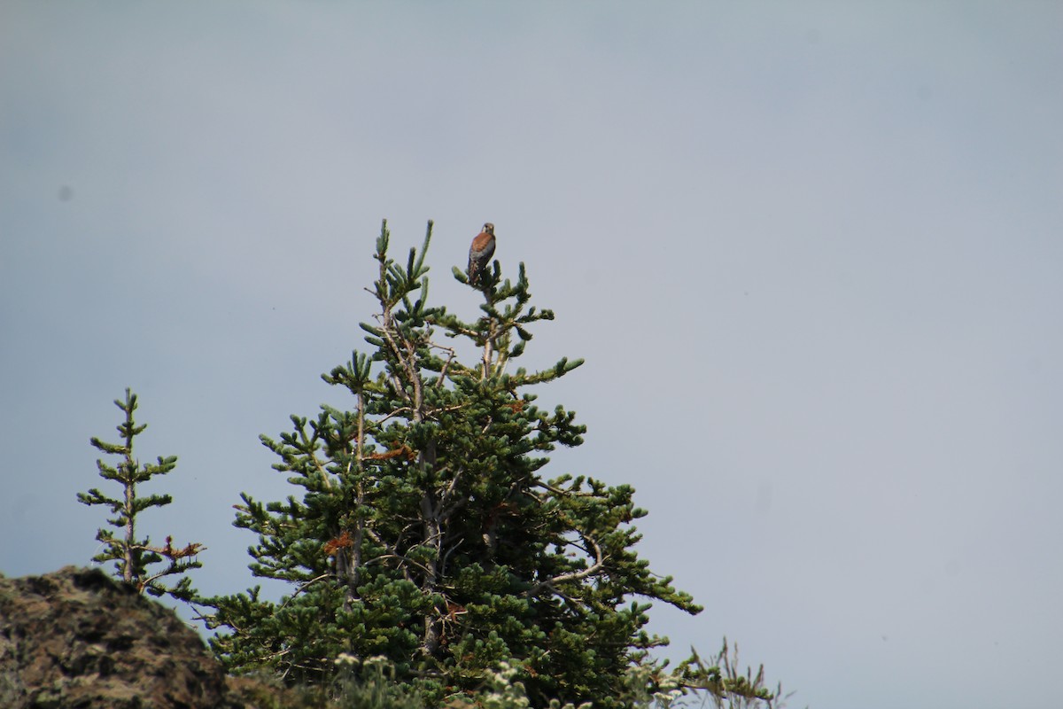 American Kestrel - ML621985004