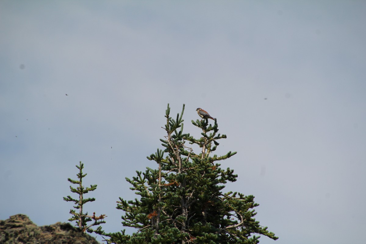 American Kestrel - ML621985005