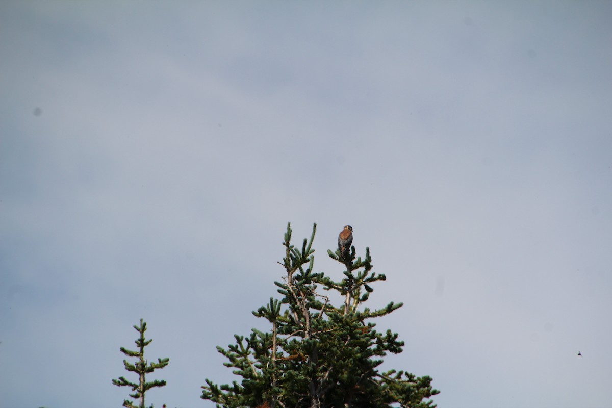 American Kestrel - ML621985006