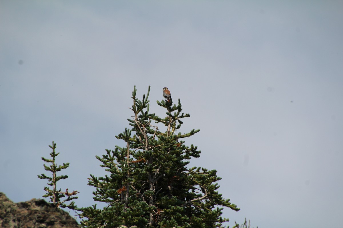 American Kestrel - ML621985007