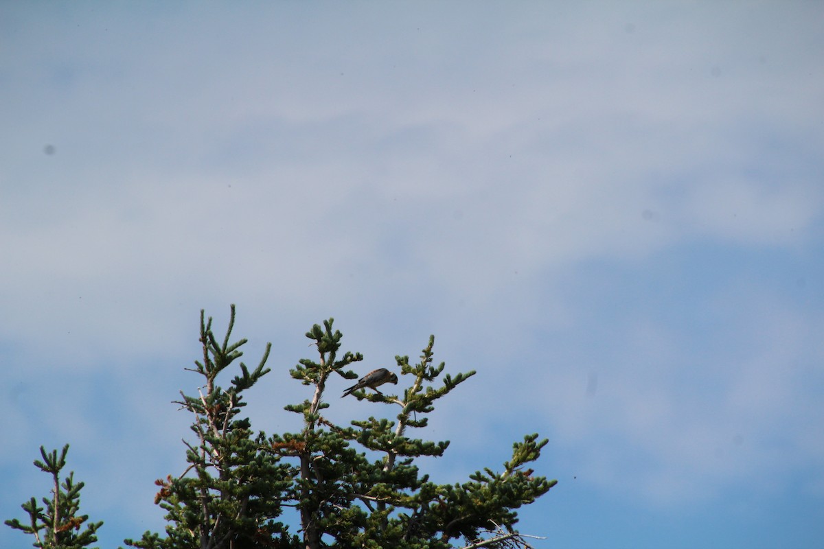 American Kestrel - ML621985008