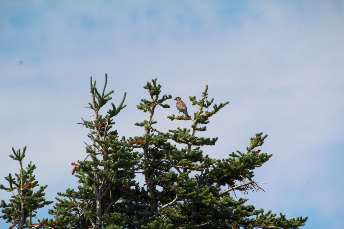 American Kestrel - ML621985015