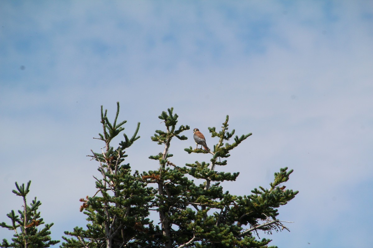 American Kestrel - ML621985016