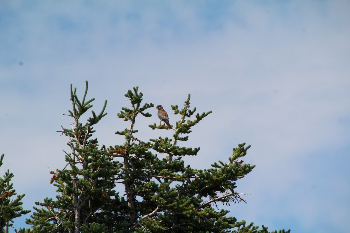 American Kestrel - ML621985019